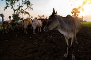 The cow is raised in the stable to be food for humans