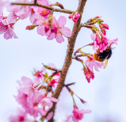 Beautiful cherry blossoms sakura tree bloom in spring over blue sky, copy space, close up.