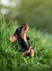 Cute dachshund puppy outdoors