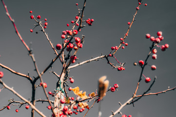 red berries