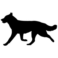 Husky dog is running. Silhouette