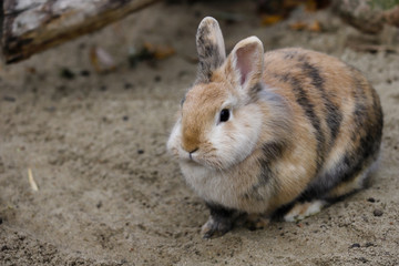 Full body of multicolor domestic pygmy rabbit