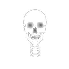 Skull illustration isolated flat anatomy image