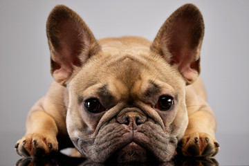 Portrait of an adorable French bulldog