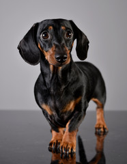 Studio shot of an adorable short haired Dachshund