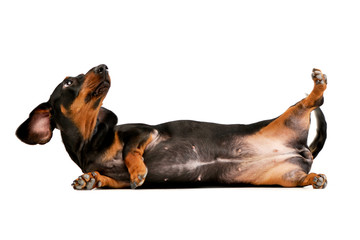 Studio shot of an adorable short haired Dachshund