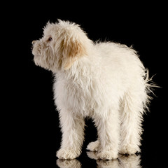 Studio shot of a cute Tibetan Terrier puppy