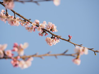 安行寒桜