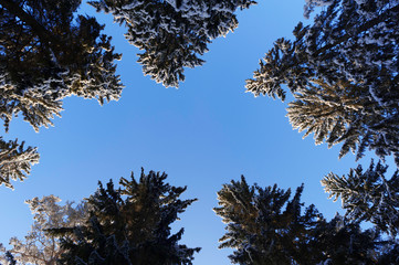 Winter forest. Tall conifers against clear blue sky.