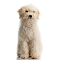 Studio shot of a cute Tibetan Terrier puppy