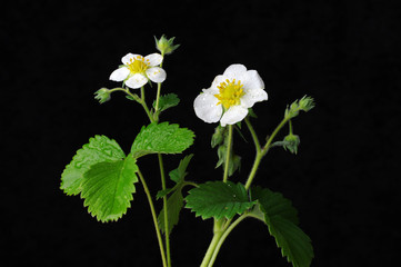 Flowers and leaves of wild strawberries on a black background. Isolated