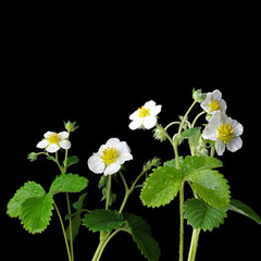 Flowers and leaves of wild strawberries on a black background. Isolated
