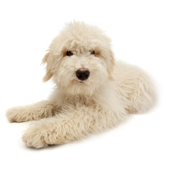 Studio shot of a cute Tibetan Terrier puppy