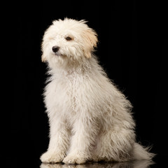 Studio shot of a cute Tibetan Terrier puppy
