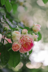 Beautiful pink roses in a summer garden.