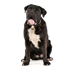 Studio shot of an adorable Cane corso