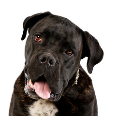 Portrait of an adorable Cane corso