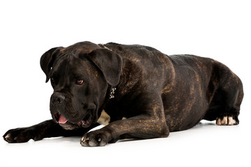Studio shot of an adorable Cane corso