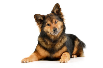 Studio shot of an adorable mixed breed dog
