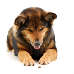 Studio shot of an adorable mixed breed dog