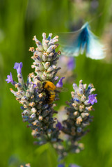 Lavendelschmetterling