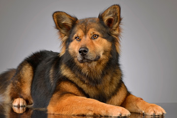 Studio shot of an adorable mixed breed dog