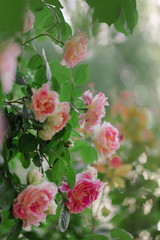 Beautiful pink roses in a summer garden.