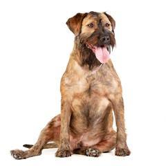 Studio shot of an adorable mixed breed dog