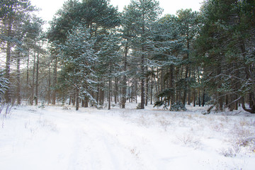 Magical Winter Snow Pine Forest