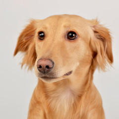 Portrait of an adorable mixed breed dog