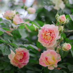 Beautiful pink roses in a summer garden.