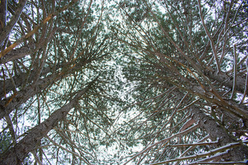 Magical Winter Snow Pine Forest