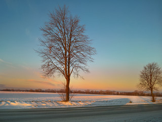 Leafless tree at the sunset in the winter