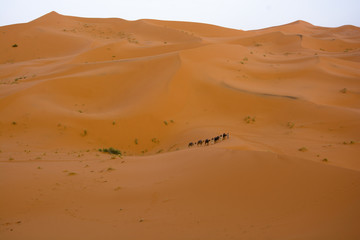 Fototapeta na wymiar ruta en camello por el desierto de Marrakech, Marruecos