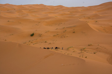 Fototapeta na wymiar ruta en camello por el desierto de Marrakech, Marruecos