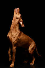 Studio shot of a yelping Hungarian Vizsla