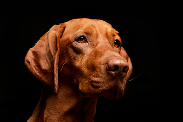 Portrait of an adorable Hungarian Vizsla