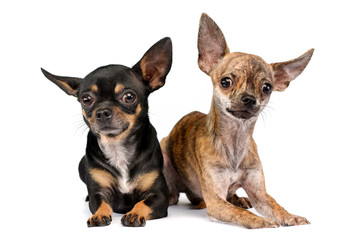 Studio shot of two adorable short haired Chihuahua