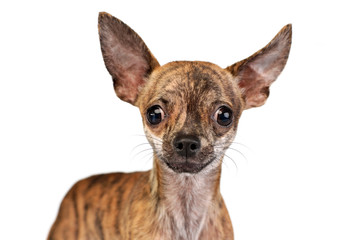 Portrait of an adorable short haired Chihuahua