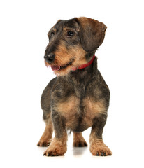 Studio shot of an adorable wire haired Dachshund