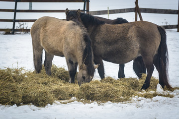Konik - Polish primitive horse in the winter © Michał Kozera