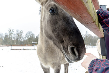 Konik - Polish primitive horse in the winter © Michał Kozera