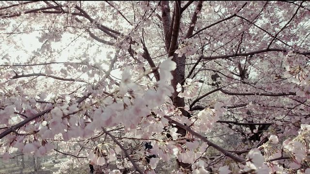 cherry blossom 4k 25 fps