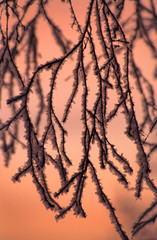 Frost covered birch tree branches against sunset sky in winter.