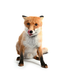 Cute funny fox on white background