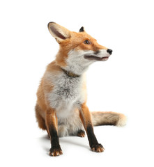 Cute funny fox on white background