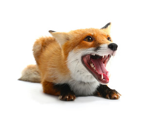 Cute funny fox on white background