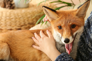 Naklejka na ściany i meble Cute funny fox with owner at home