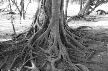 Old tree roots in Maldives (Ari Atoll)