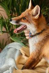 Cute funny fox with owner at home
